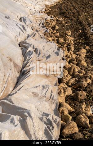 Zuckerrüben, Beta vulgaris werden vorübergehend auf dem Feld in einem Haufen gelagert, bevor sie in die Fabrik kommen. Stockfoto