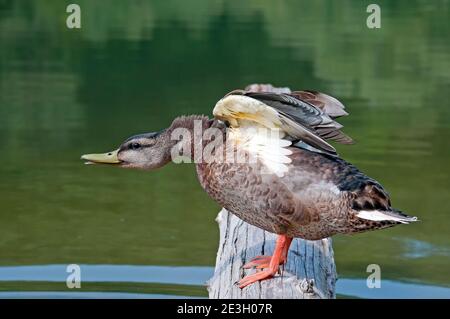 Stockente Stretching Stockfoto