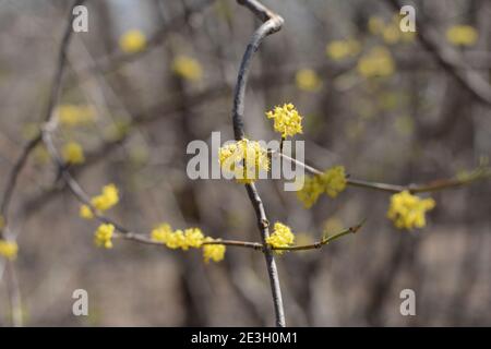 Cornus Mas Baum Äste im frühen Frühling, Cornelian Kirsche blüht mit gelben kleinen Blüten Stockfoto