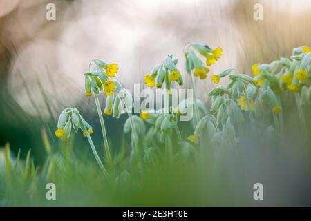 Kuhgläser; Primula veris; blühend; großbritannien Stockfoto