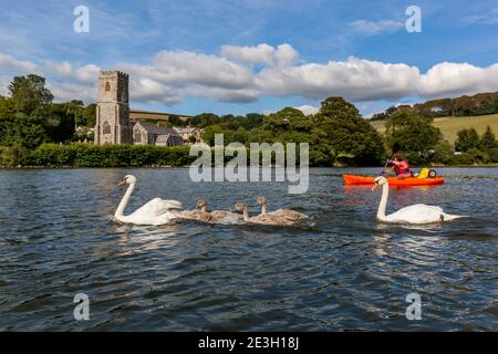 Fowey River; Mute Swan Family und Kayaker; Cornwall; Großbritannien Stockfoto