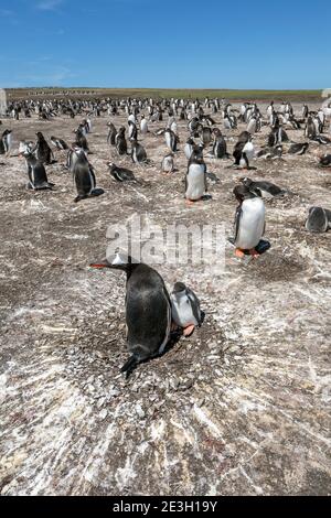Gentoo Penguin; Pygoscelis papua; Kolonie auf Bleiche; Falkland; Stockfoto