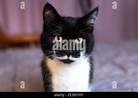Eine wunderschöne schwarze Katze mit einem weißen Schnurrbart schaut mit gelben Augen auf die Kamera. Stockfoto