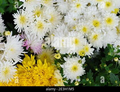 Ein Nahfoto von einem Haufen Chrysanthemenblüten. Chrysanthemummuster im Blumenpark. Cluster aus Chrysanthemum-Blumen. Stockfoto