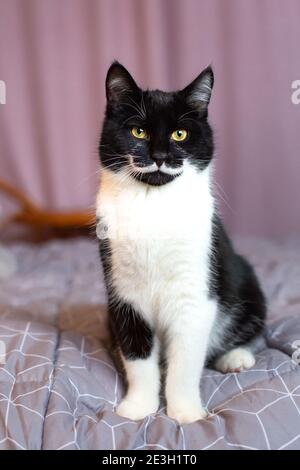 Porträt einer wunderschönen schwarz-weißen Katze mit gelb Augen Stockfoto