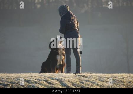 Der Berner Sennenhund ist eine riesige Hunderasse, eine der vier Rassen des Sennenhund-Typs aus den Schweizer Alpen. Stockfoto