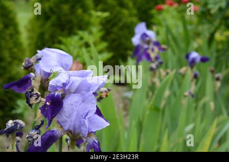 Bunte Iris im Garten, mehrjährige Garten. Gartenarbeit. Bärtige Iris. Gruppe von lila Iris im Frühling sonnigen Tag. Stockfoto