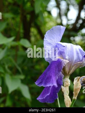 Bunte Iris im Garten, mehrjährige Garten. Gartenarbeit. Bärtige Iris. Gruppe von lila Iris im Frühling sonnigen Tag. Stockfoto