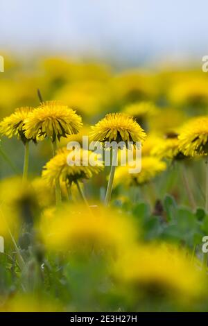 Löwenzahn, Löwenzahn-Wiese, Löwenzahnwiese, Wiesen-Löwenzahn, Wiesenlöwenzahn, Gemeiner Löwenzahn, gewöhnlicher Löwenzahn, Kuhblume, Taraxacum officin Stockfoto