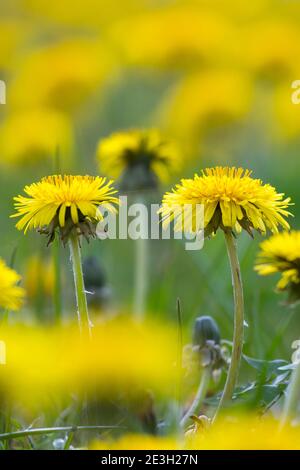 Löwenzahn, Löwenzahn-Wiese, Löwenzahnwiese, Wiesen-Löwenzahn, Wiesenlöwenzahn, Gemeiner Löwenzahn, gewöhnlicher Löwenzahn, Kuhblume, Taraxacum officin Stockfoto