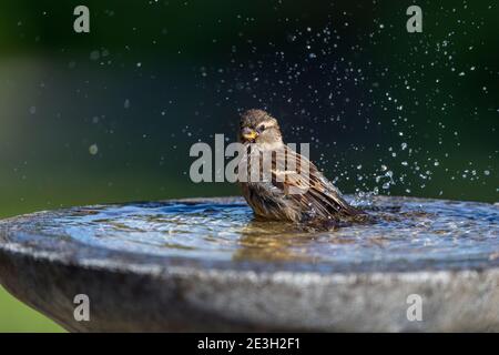 Haussparrow; Passer domesticus; Weiblich; Baden; Großbritannien Stockfoto