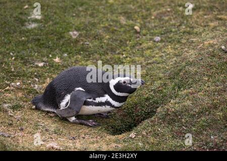 Magellanic Penguin; Spheniscus magellanicus; an seinem Burrow; Falklands Stockfoto