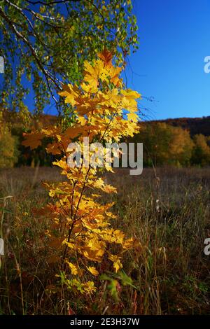 Herbst im Wald. Nahaufnahme eines Ahornbaums mit gelben Blättern. Unscharfe Bilder. Stockfoto