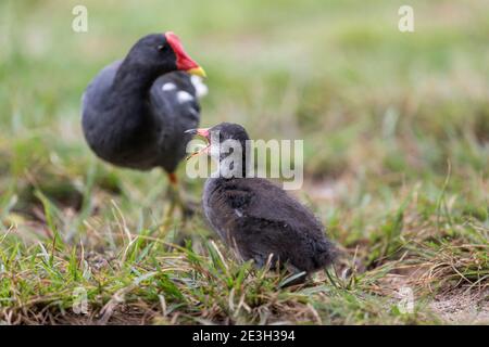 Moorhen; Gallinula chloropus; Erwachsener und Küken; Großbritannien Stockfoto