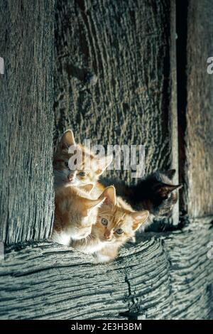 Katzen in einer Stadt in der gemeinde aller in Asturien, Spanien.auf dem Foto gibt es vier Katzen, drei orange und weiße Katzen und eine schwarze Katze.Katzen sind Stockfoto