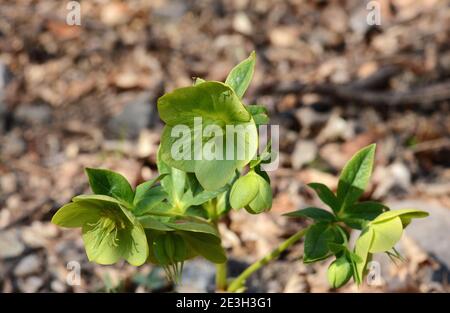 Helleborus odorus. Hellebore Blume im Wald Nahaufnahme, Natur Hintergrund. Wilde Blume Hintergrund Stockfoto