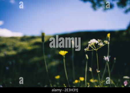 Blick von unten mit Blick auf mehrere Blumen in verschiedenen Formen und Farben in einem Gebiet von katalonien, spanien. Stockfoto