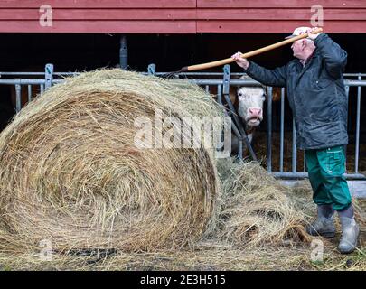 19. Januar 2021, Brandenburg, Löhme: Hans-Ulrich Peters, Landwirt, füttert sein Fleckvieh mit Heu. Am 20. Und 21. Januar haben Unternehmen aus der Agrar- und Lebensmittelindustrie, Fachbesucher, Vertreter aus Handel oder Gastronomie sowie interessierte Verbraucher die Möglichkeit, digitale Messeluft zu atmen: Aufgrund der Corona-Situation findet 2021 die Internationale Grüne Woche (IGW) ausschließlich digital statt. Auch für die Messe hat der Agrarmarketing-Verband pro Agro bereits im Vorfeld digitale Filme produziert. Am Start am 20.01.2021 können Bauer Peters und seine Rinder die Stockfoto