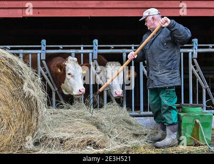 19. Januar 2021, Brandenburg, Löhme: Hans-Ulrich Peters, Landwirt, füttert sein Fleckvieh mit Heu. Am 20. Und 21. Januar haben Unternehmen aus der Agrar- und Lebensmittelindustrie, Fachbesucher, Vertreter aus Handel oder Gastronomie sowie interessierte Verbraucher die Möglichkeit, digitale Messeluft zu atmen: Aufgrund der Corona-Situation findet 2021 die Internationale Grüne Woche (IGW) ausschließlich digital statt. Auch für die Messe hat der Agrarmarketing-Verband pro Agro bereits im Vorfeld digitale Filme produziert. Am Start am 20.01.2021 können Bauer Peters und seine Rinder die Stockfoto