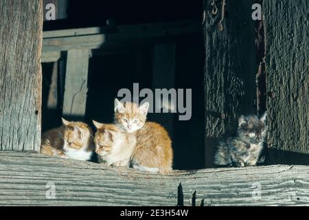 Katzen in einer Stadt in der gemeinde aller in Asturien, Spanien.auf dem Foto gibt es vier Katzen, drei orange und weiße Katzen und eine schwarze Katze.Katzen sind Stockfoto