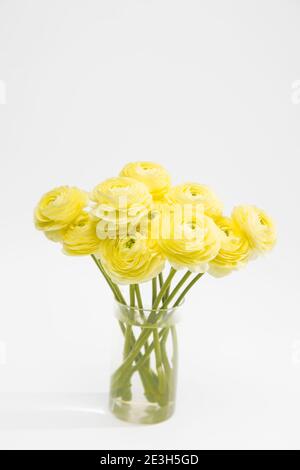 Bouquet von gelben Ranunculus in einer Glasvase auf einem hellgrauen Hintergrund. Speicherplatz kopieren Stockfoto