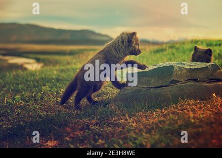 Zwei schöne wilde Tiere. Arctic Fox cub, Vulpes lagopus, niedliche Babys spielen in der Natur Lebensraum, Wiese in Island mit dem Stein Stockfoto