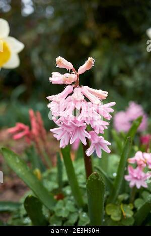Hyacinthus orientalis bunte Blumen Stockfoto