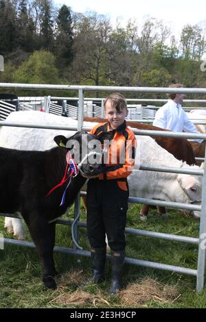 Mauchline Agricultural Show, Mauchline, Ayrshire, Schottland, Großbritannien. Bauern und ihre Familien treffen sich, um ihre Lebensstiere, Kühe, Kälber, Schafe und Pferde zu zeigen. Ein junger Bauer führt ein Kalb um den Ausstellungsring Stockfoto