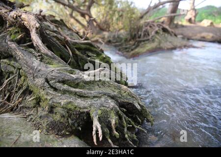 Abseits der ausgetretenen Pfade in Israel EIN natürlicher Weg weiter Die Ufer des Flusses Yarkon Stockfoto