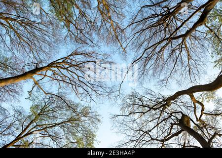 Baumkronenmuster mit Ästen wie von unten bei Sonnenuntergang gesehen Im Frühling Stockfoto