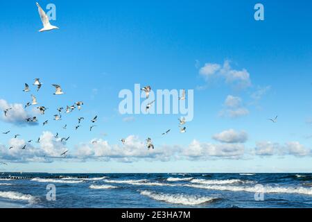 Fliegende Vögel über einem Strand nach Sonnenaufgang an der Ostsee Meer Stockfoto