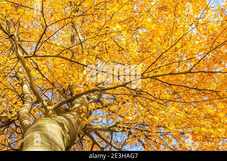 Buche in leuchtend orange Herbstfarben von unten aufgenommen Stockfoto
