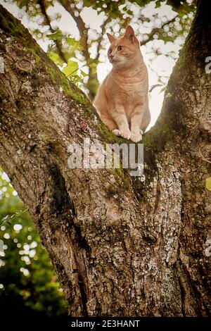 Porträt der rot gestromten Katze bequem in Pose auf einem Gabel mit Baumzweig Stockfoto