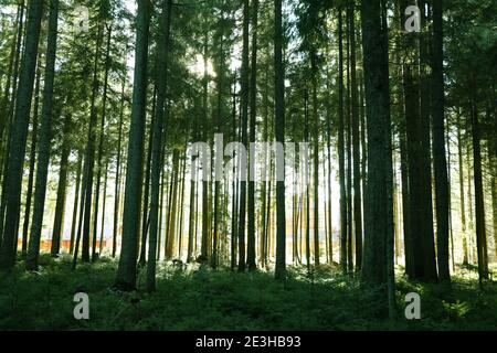 Erstaunlicher Fichtenwald bei schönem sonnigen Wetter Stockfoto