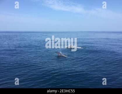 Delfine schwimmen in der Nähe des Ufers von Maskat, Oman Stockfoto