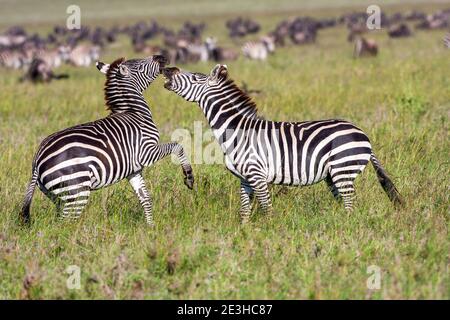 Ebenen Zebras (Equus quagga) Hengste zu kämpfen. Die ebenen Zebra, früher bekannt als Burchell's Zebra (Equus burchelli), lebt auf den Ebenen und offenen w Stockfoto