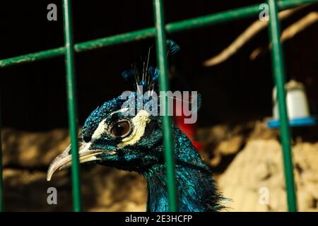 Pfau mit lebhaften blauen Federn in einem Zoo, ein schöner blauer Pfau in Nahaufnahme, farbenfrohes Pfauenfederkleid und leuchtende blaue Farben Stockfoto