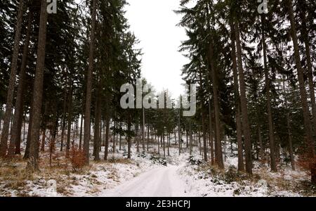 Landschaftlich schöner Blick auf einen Wald im Winter Stockfoto