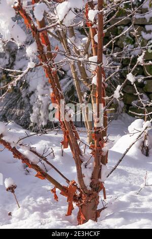 Acer griseum, paperbark Ahorn, im Schnee Stockfoto