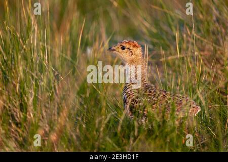 Fasan (Phasianus colchicus) Küken, Northumberland, UK Stockfoto