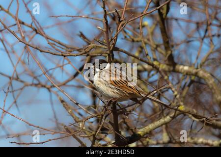 Schilfbachteln (Emberiza schoeniclus), Caerlaverock WWT Reserve, Dumfries & Galloway, Großbritannien Stockfoto