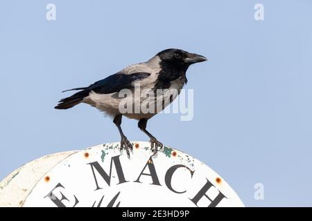 Krähe mit Kapuze (Corvus cornix), Islay, Schottland, Großbritannien Stockfoto