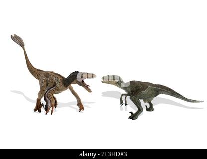 Vergleich zwischen gefedertem Velociraptor und klassischem Velociraptor. Konzept der neuen Entdeckungen in der Paläontologie. Stockfoto