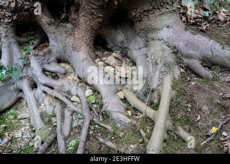 Baumwurzeln im englischen Wald Stockfoto