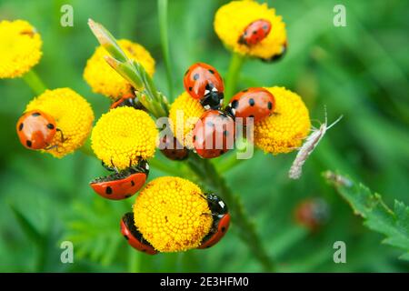 Eine Gruppe roter Marienkäfer (nützliche Insekten) Auf einer gelben Blume sitzend Stockfoto