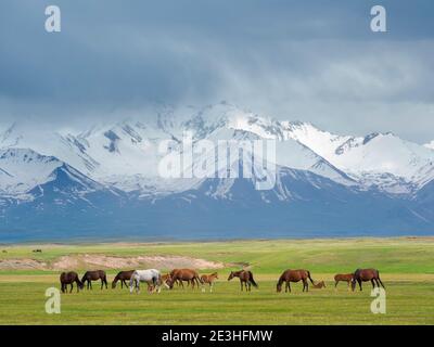 Pferde auf ihrer Sommerweide. ALAJ Tal vor dem Trans-Alay Gebirge im Pamir Gebirge. Asien, Zentralasien, Kirgisistan Stockfoto