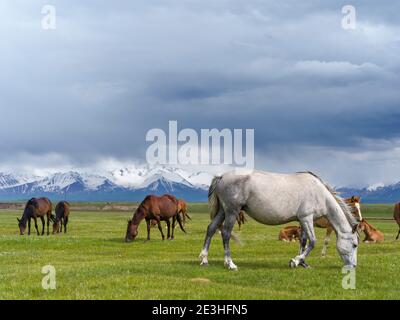 Pferde auf ihrer Sommerweide. ALAJ Tal vor dem Trans-Alay Gebirge im Pamir Gebirge. Asien, Zentralasien, Kirgisistan Stockfoto