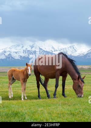 Pferde auf ihrer Sommerweide. ALAJ Tal vor dem Trans-Alay Gebirge im Pamir Gebirge. Asien, Zentralasien, Kirgisistan Stockfoto