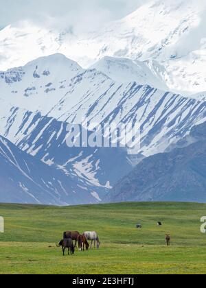 Pferde auf ihrer Sommerweide. ALAJ Tal vor dem Trans-Alay Gebirge im Pamir Gebirge. Asien, Zentralasien, Kirgisistan Stockfoto