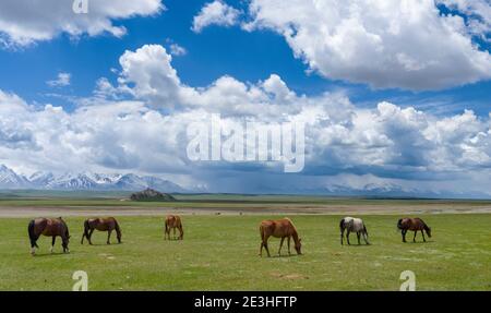 Pferde auf ihrer Sommerweide. ALAJ Tal vor dem Trans-Alay Gebirge im Pamir Gebirge. Asien, Zentralasien, Kirgisistan Stockfoto